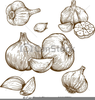 Engraving Clipart Image
