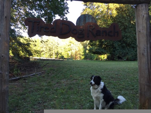 Tired Dog Ranch Image
