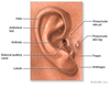 Ear Lobe Anatomy Image