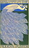 Animal Bird Peacock Illustration Image