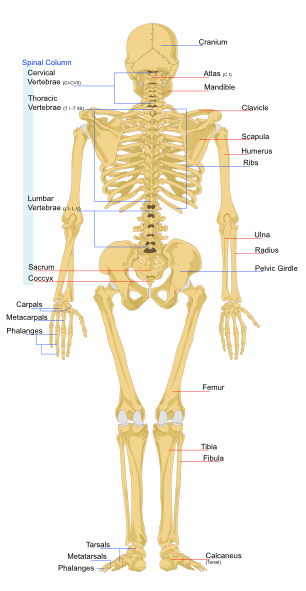 human skeleton cartoon. Human Skeleton Back En clip