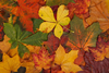 Colorful Autumn Leaves L G Image