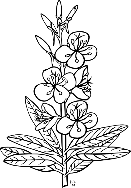 outlines of flowers. Outline clip art
