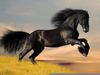 Majestic Horse Breeds Image