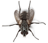 House Fly Maggots Image