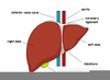 Clipart Of Liver Image