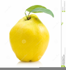 Quince Clipart Free Image