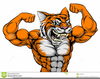 Muscular Cartoon Tiger Image
