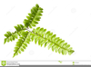 Free Clipart Fern Image