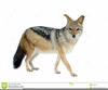 Free Clipart Jackal Image