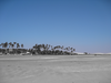 Palm Trees On Beack Image