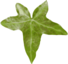 Ivy Leaf Clip Art