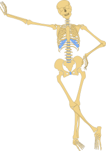 Human Skeleton Outline Clip Art