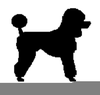 Free Clipart Of Standard Poodles Image