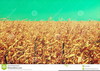 Cornfield Drought Clipart Image