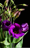 Purple Lisianthus Image