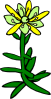 Gg Saxifraga Aizoides Clip Art