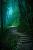 Moonlit Forest Path Image