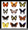 Butterfly Chart Image