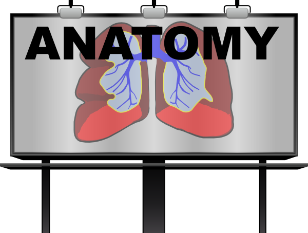 Anatomy Clip Art at Clker.com - vector clip art online, royalty free
