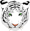 Blackandwhitetiger Clip Art