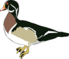 Duck Clip Art