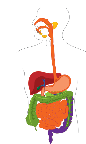 Simplified Digestive System 2 Clip Art at Clker.com - vector clip art