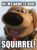 Evil Squirrel Memes Image