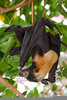 Rainforest Fruit Bat Image