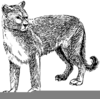 Clipart Wild Cats Image