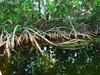 Mangrove Water Animals Image