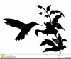 Hummingbird Illustration Clipart Image