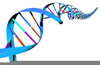 Free Clipart Genetics Image