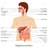 Digestive System Clipart Image