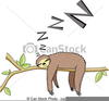 Clipart Sloth Image