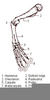 Frog Forelimb Bones Image