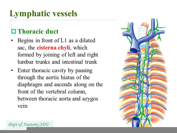 Lymphatic Vessels Slide | Free Images at Clker.com - vector clip art