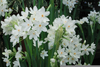 Narcissus Bulbs Image