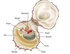 Bivalve Anatomy Description Image