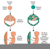 Genetic Mosaicism Image