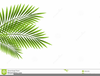 Clipart Palms Leaves Image