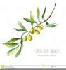 Olive Branches Clipart Image