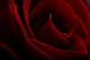 Red Roses Image