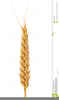 Clipart Grain Of Wheat Image