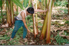 Plant Harvesting Image