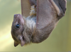 Baby Fruit Bats Image