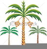 Sago Palm Clipart Image