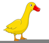 Yellow Duckling Clipart Image