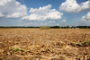 Cornfield Drought Clipart Image