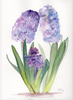 Hyacinth Image
